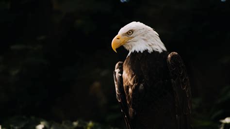 Birds Animals Eagle Nature Bald Eagle Hd Wallpaper Rare Gallery