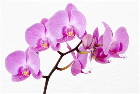 Tropical Flowering Plants By Orchidsplus