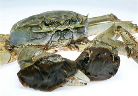 Chinese Mitten Crab Pirsa