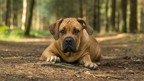 Boerboel Dog What You Should Know About South African Boerboels All