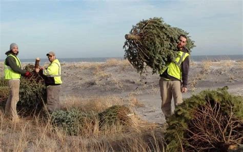 Brigantine Christmas Trees Help Build Up Dunes Brigantinenow
