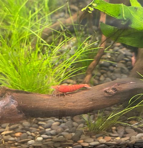 New Shrimp Owner Needing Help Sexing This Shrimp Rshrimptank