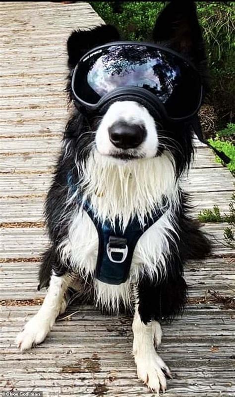 Border Collie With Rare Eye Condition Is Given Miracle Doggles So He