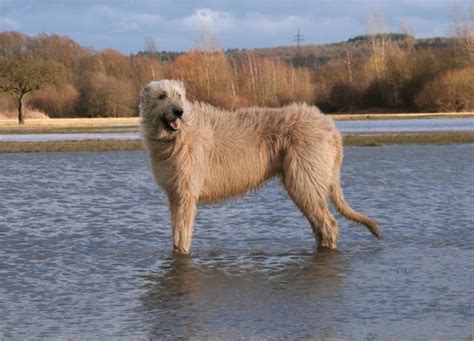 Irish Wolfhound Dogs Breed Facts Information And Advice Pets4homes