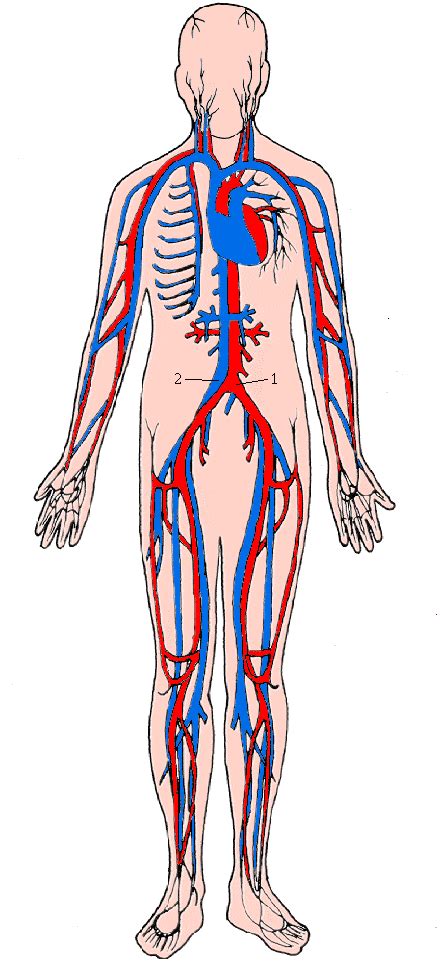 Sistema Circulatorio Humano Biologia Infoescola Images Images