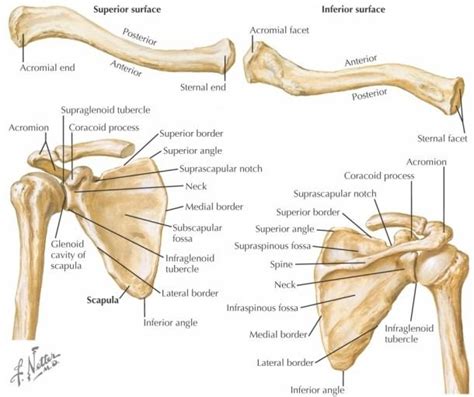Diagram Of The Clavicle Clavicle Shoulder Anatomy Anatomy