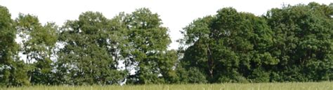 tree for background png by gd08 on DeviantArt