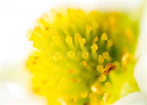 White Flower With Yellow Pollen On Nature Stock Photo Image Of Pollen