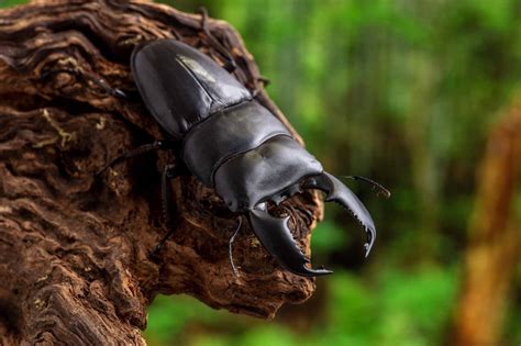 スマトラオオヒラタクワガタ | 虫の写真と生態なら昆虫写真図鑑「ムシミル」