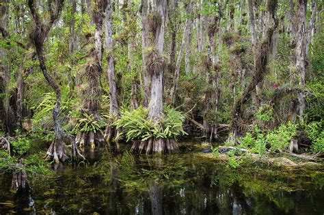 Florida Everglades Tropical Landscape Big Cypress Swamp Photograph By