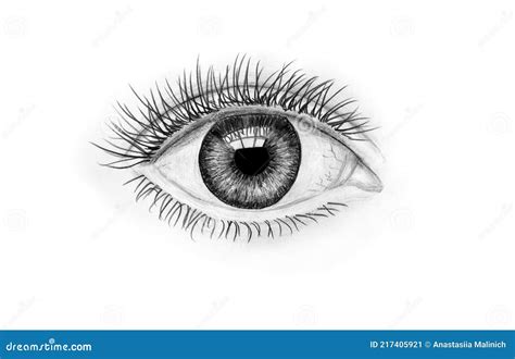 Human Eye Black White Stock Illustrations 17243 Human Eye Black