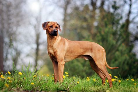 8 Incredible Rhodesian Ridgeback Colors And Patterns With Pictures