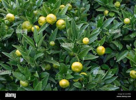 Citrus Limetta Or Mousami Or Musami Or Sweet Lime Or Sweet Lemon Tree