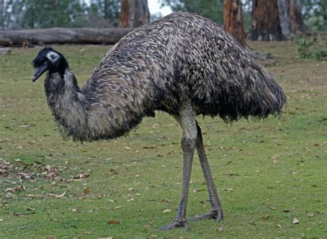 Emus Are Large Flightless Birds That Are Able To Run At High Speeds