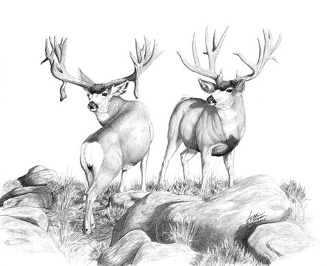 Mule Deer Sketch At Explore Collection Of Mule
