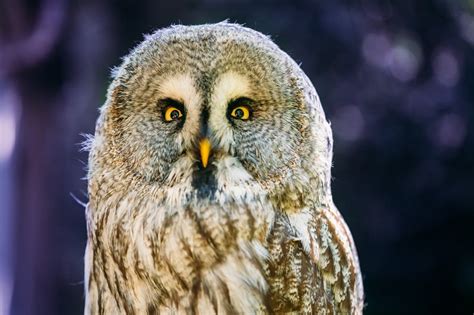 Sometimes ravens or crows can also consume owl's eggs. Here's What Owls Eat | Amazing Owl Facts