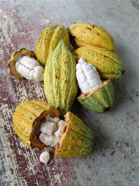 Whole Cocoa Pod 1 Theobroma Cacao Exotic Tropical Fresh Germinate