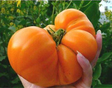 Amana Orange Tomato X Large Heirloom 30 Seeds 100 Organic Etsy