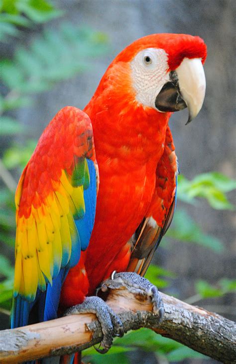 10 Burung Parrot Percantik Hunian