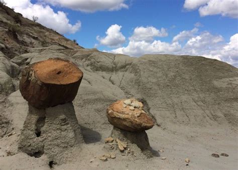 Baischs Dinosaur Digs Best Fossil Hunting In Montana