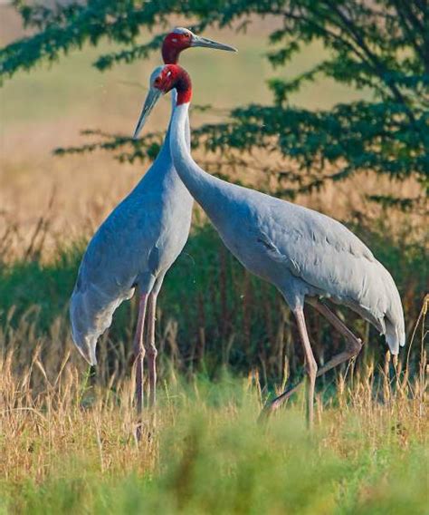 Sarus Crane Birds Of India Bird World