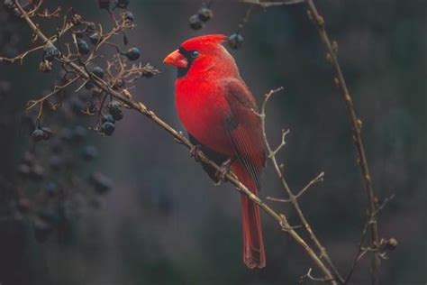 Do Cardinals Migrate What Do Cardinals Do In The Winter