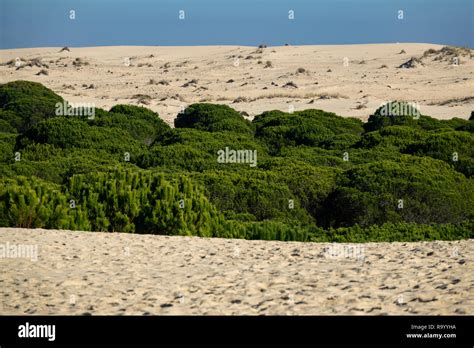 Pine Tree Forest In The Valley Of The Desert Stock Photo Alamy
