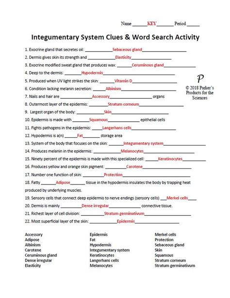 Integumentary System Worksheet Answers