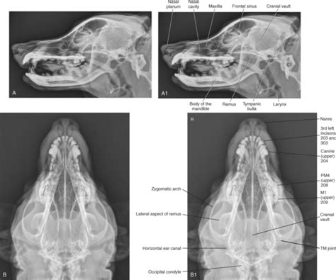 The Skull Veterian Key