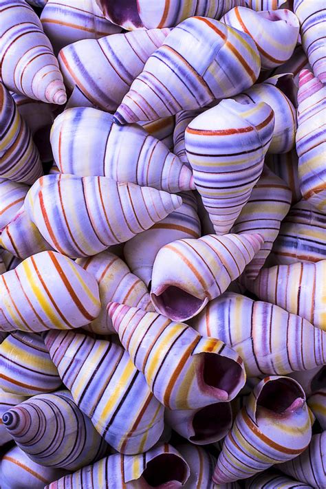 Spiral Sea Shells Photograph By Garry Gay Fine Art America