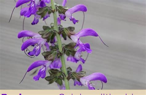 Craft Supplies And Tools Exceptional Medicinal Danshen Salvia Splendens