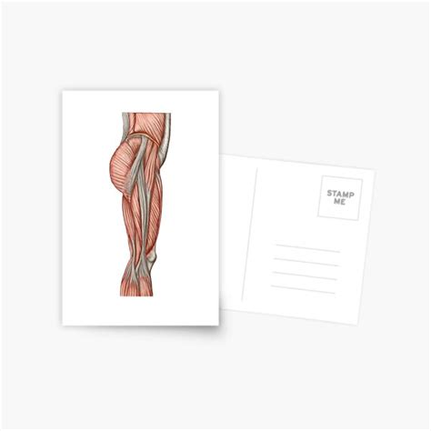 Anatomy Of Human Thigh Muscles Anterior View Postcard By