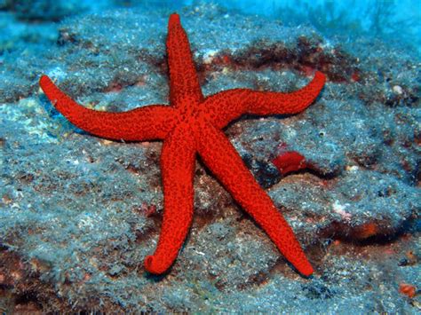Mediterranean Red Sea Star Myfishgallery