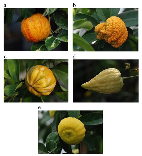 Agrumed Archaeology And History Of Citrus Fruit In The