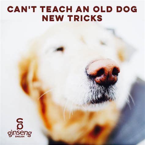 Dog Idioms Ginseng English Learn English