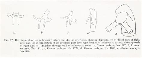 Book Contributions To Embryology Carnegie Institution No68 Embryology