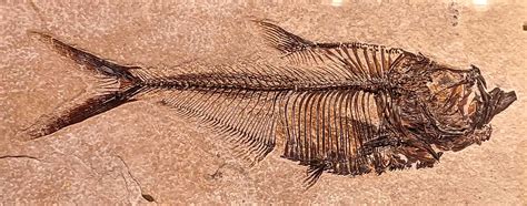 Louisville Fossils And Beyond Diplomystus Dentatus Fish Fossil