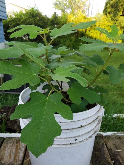 Grow Your Own Fig Tree In A Container A Guide Enhanced Gardenandlife