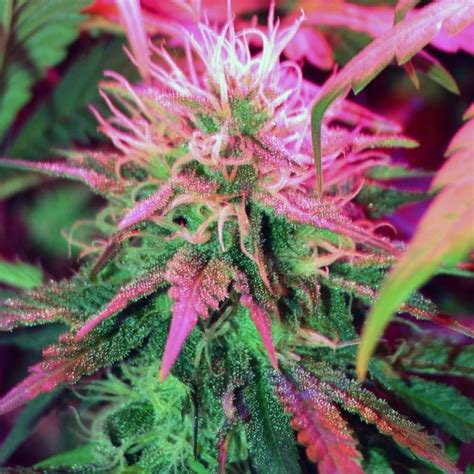 Find weed pictures and weed photos on desktop nexus. 10 Top Weed Plant Wallpaper Hd FULL HD 1080p For PC Desktop 2020
