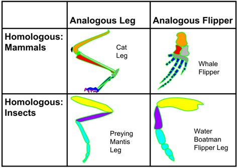 Analogous And Homologous Structures Svg نظرية التطور التطور بالعربية