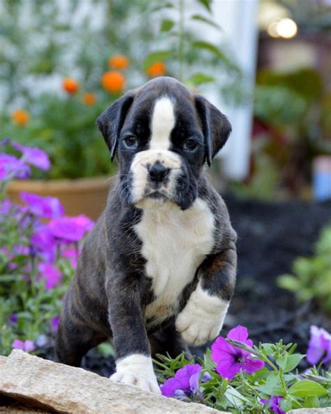 73 German Boxer Dog For Sale Photo Bleumoonproductions