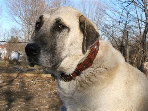 Tales Of Anatolian Shepherds A Turkish Dog Anatolian Shepherd