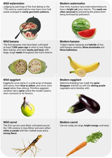 Types Of Hybrid Foods