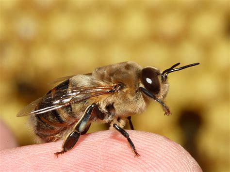 Drone Bee Beekeeping Wiki Fandom Powered By Wikia