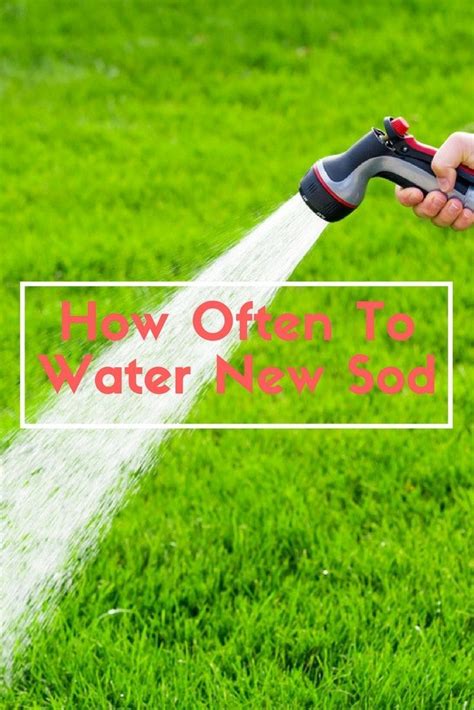Living in florida brings a constant struggle to maintaining a beautiful yard year round. How Often To Water New Sod #irrigation #wateringtips # ...