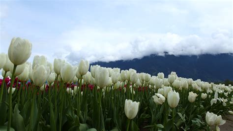 White Tulips Hd Wallpapers