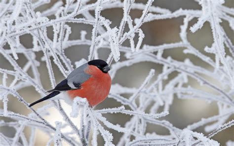 1179996 Birds Nature Snow Winter Arctic Bullfinch Finches Bird