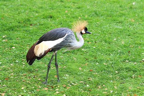 Louisiana Crane Stock Photos Pictures And Royalty Free Images Istock