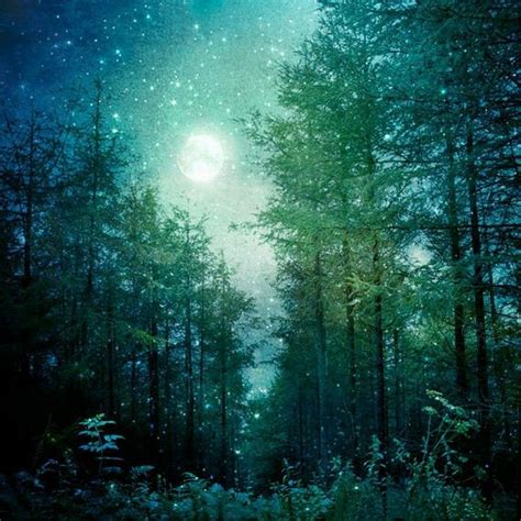 Starlit Night Nature Photography Night Forest Scenery