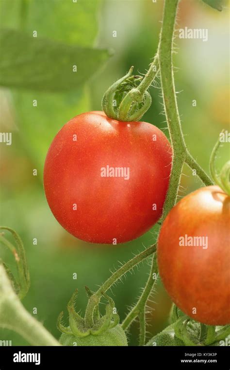 Solanum Lycopersicum Bloody Butcher Tomato Plant Variety Growing On